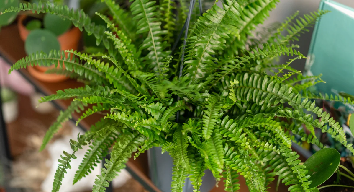 image-stock-ambius-ferns-getty-1175782625.webp