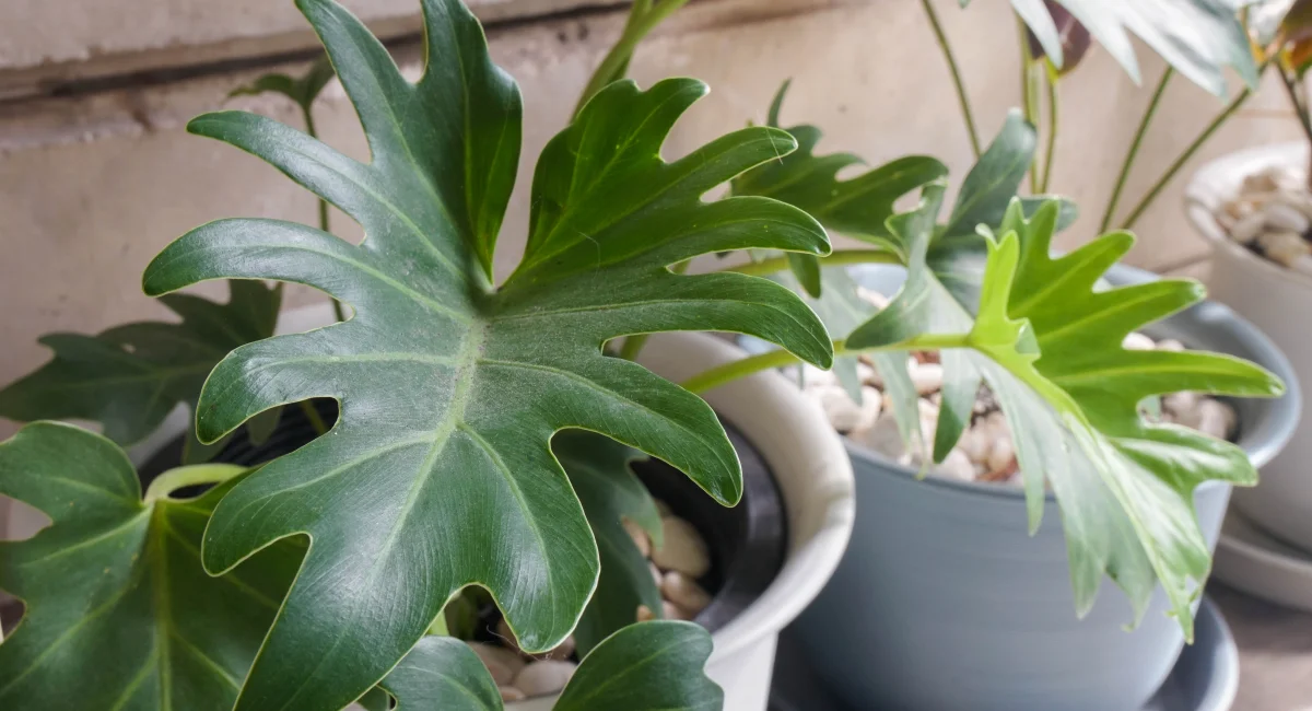 image-banner-stock-close-up-green-philodendron-xanadu-plant-in-pot-1325743754.webp