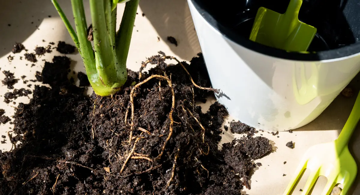 image-banner-stock-an-earthen-lump-of-a-potted-plant-with-healthy-1430603128.webp