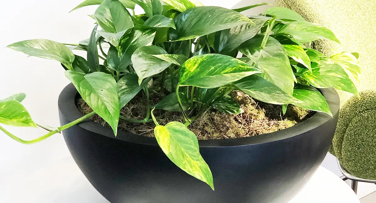 plant