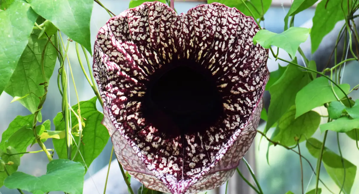 image-banner-stock-aristolochia-gigantea-942023800.webp