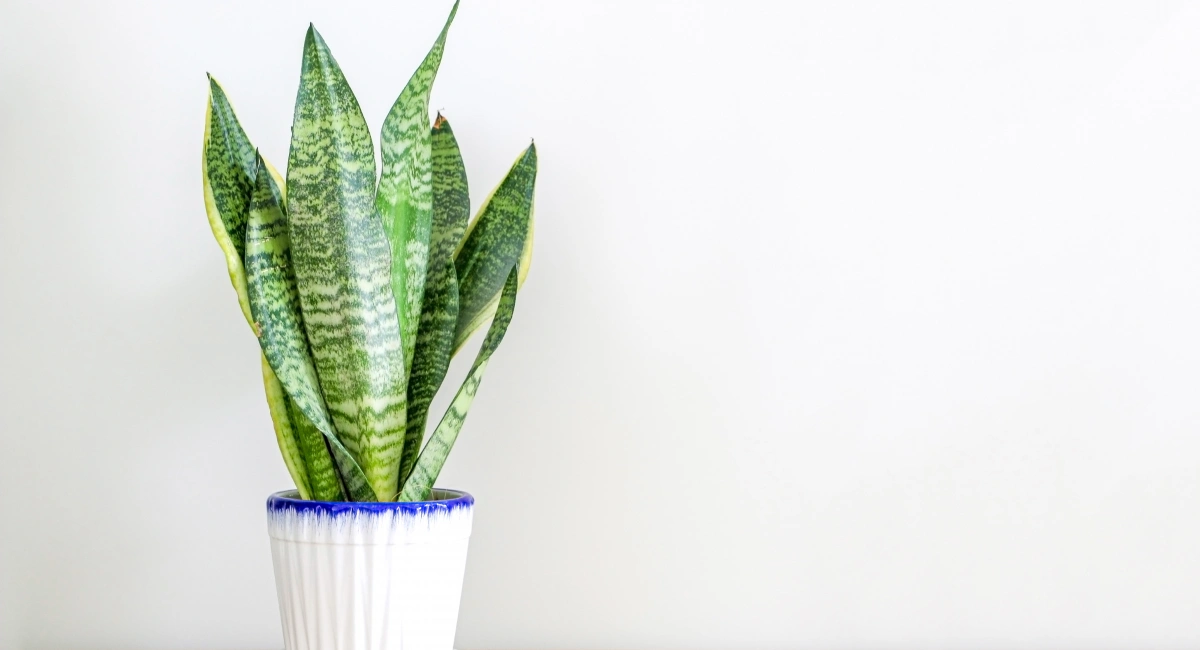 image-banner-stock-bright-living-room-with-houseplant-on-the-floor-988625944.webp