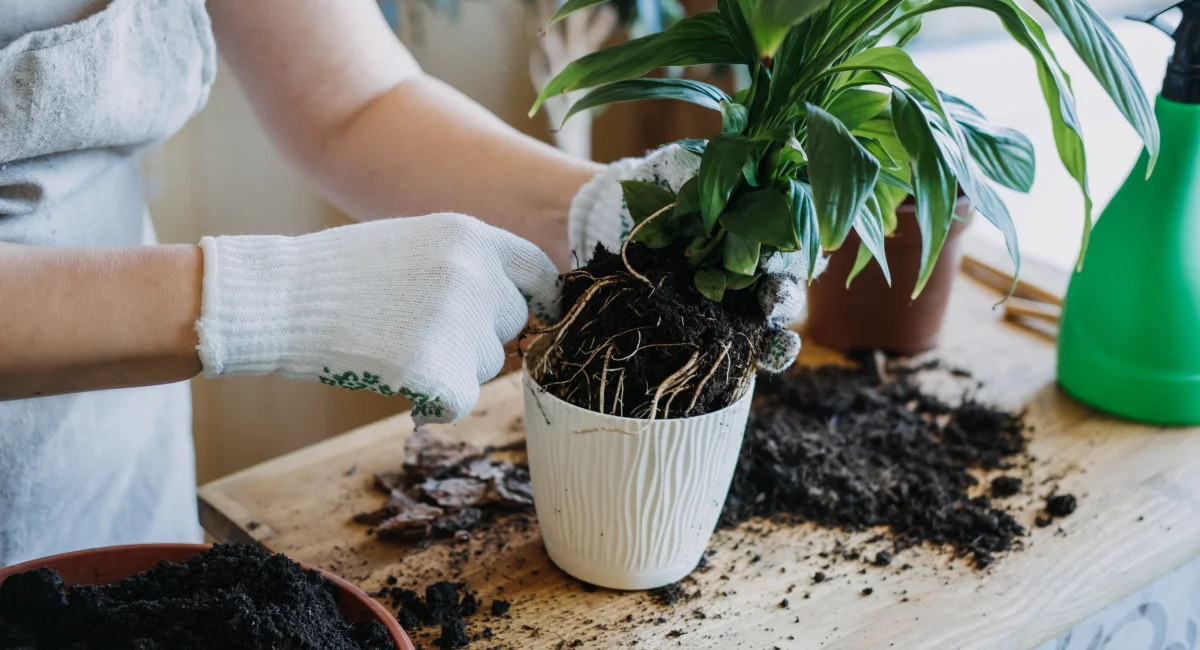 image-banner-stock-spring-houseplant-care-1327396692.webp