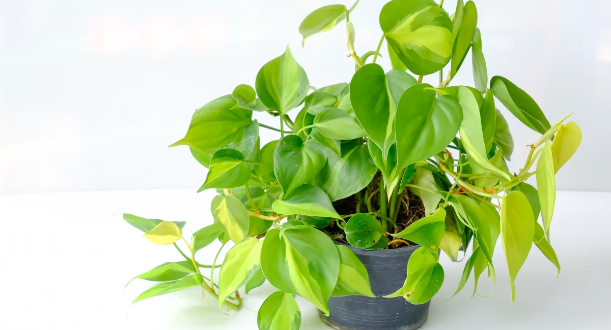 1200-image-banner-stock-philodendron-brasil-1446903077.webp