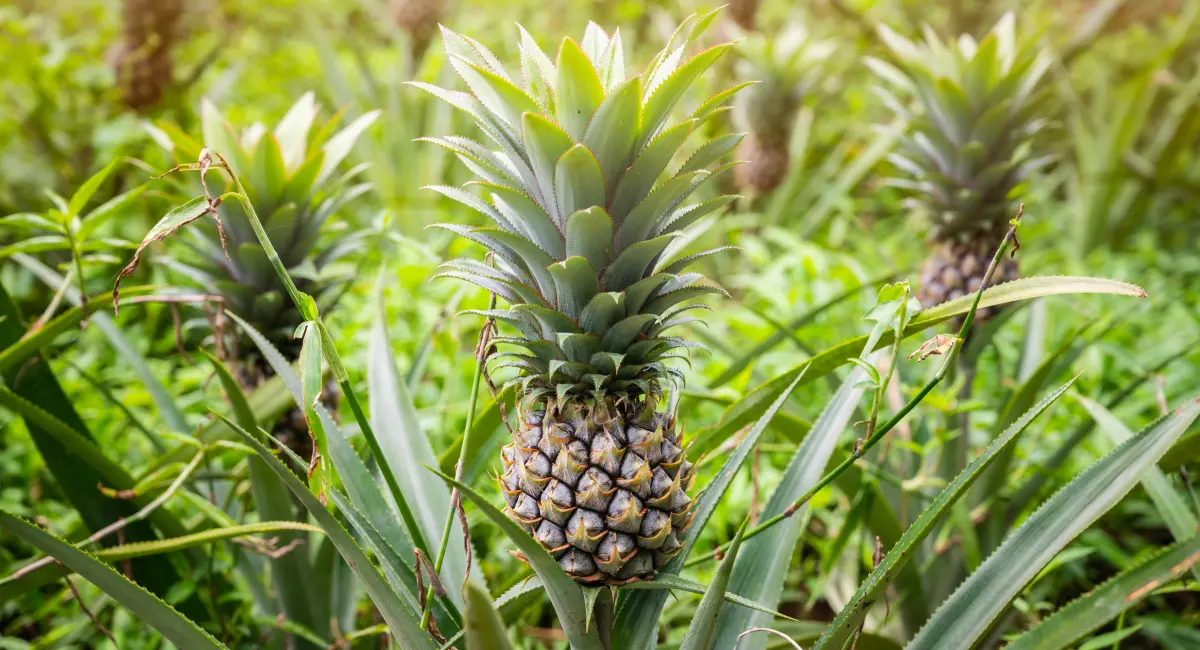 image-banner-stock-group-of-pineapple-fruits-grow-in-plantation-1384969731.webp