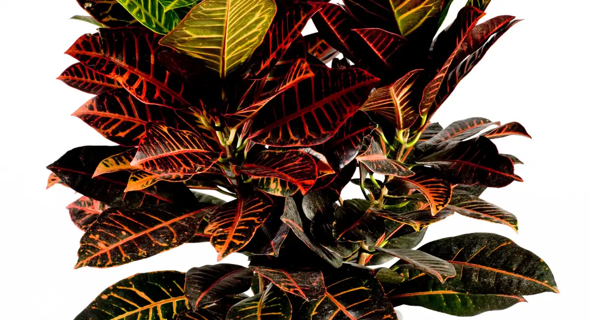 croton