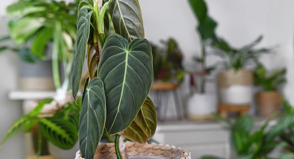 image-banner-stock-epipremnum-in-home-interior--interior-decoration-1412462800.webp