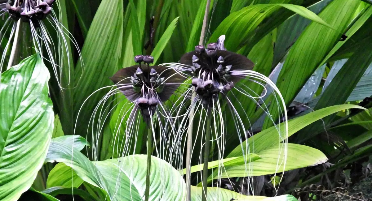 image-banner-stock-black-bat-flower-tacca-chantrieri-with-long-1180835310.webp
