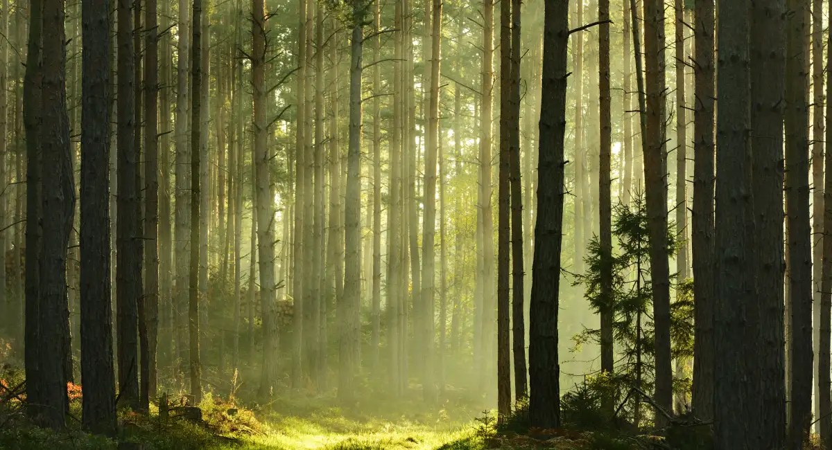 image-banner-stock-sunbeams-breaking-through-pine-tree-forest-at-533577883.webp