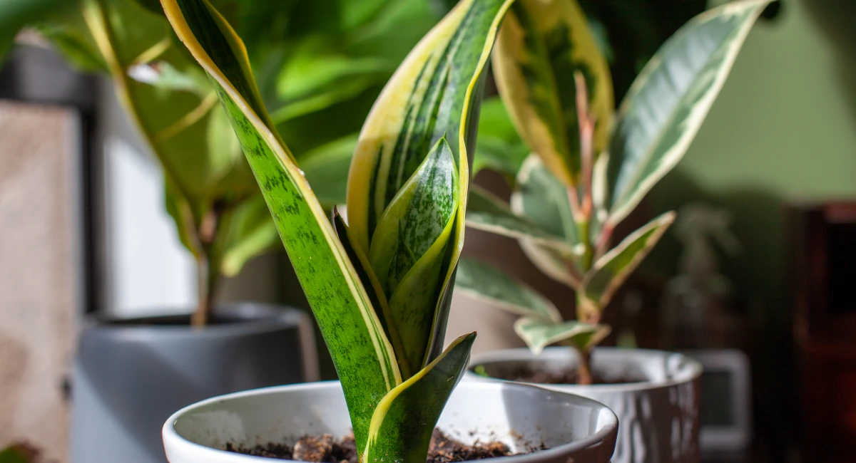 snake plant