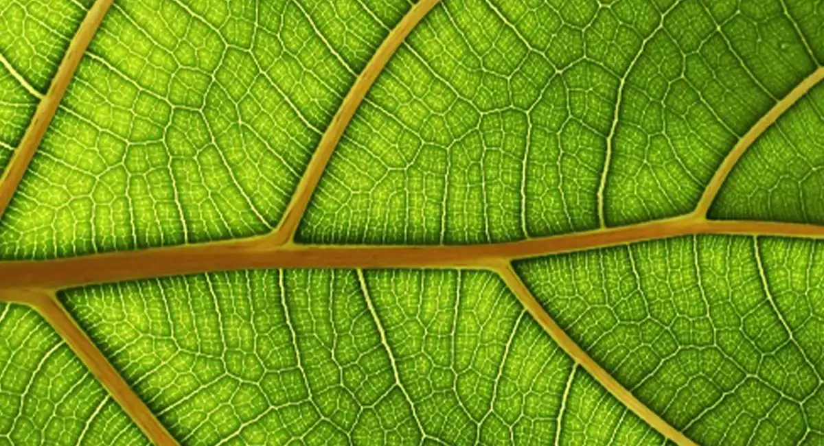 Green leaf