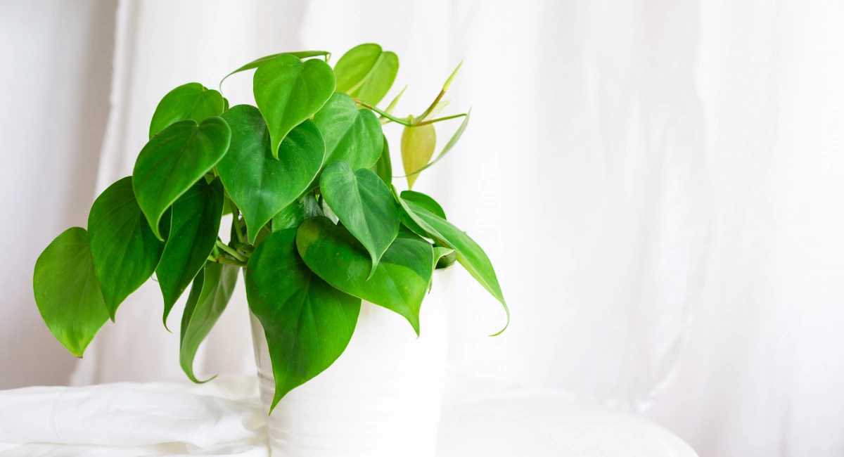 image-banner-stock-heart-leaf-philodendron-house-plant-1176059127.webp