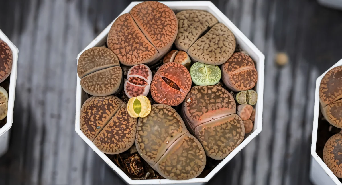 image-banner-stock-lithops-succulents--cactus-1458438433.webp