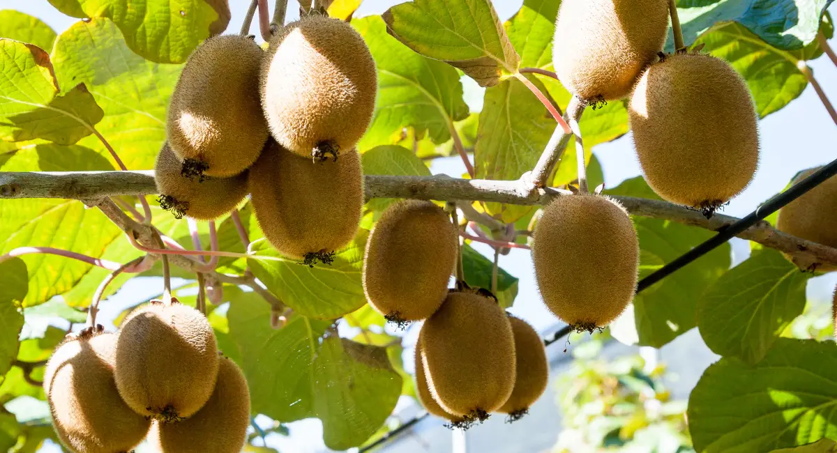 image-banner-stock-kiwifruit-growing-in-a-garden-521038484.webp