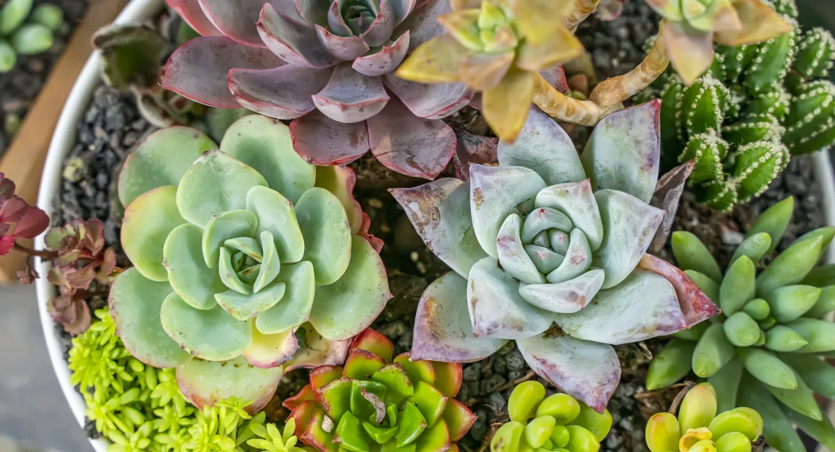 succulents