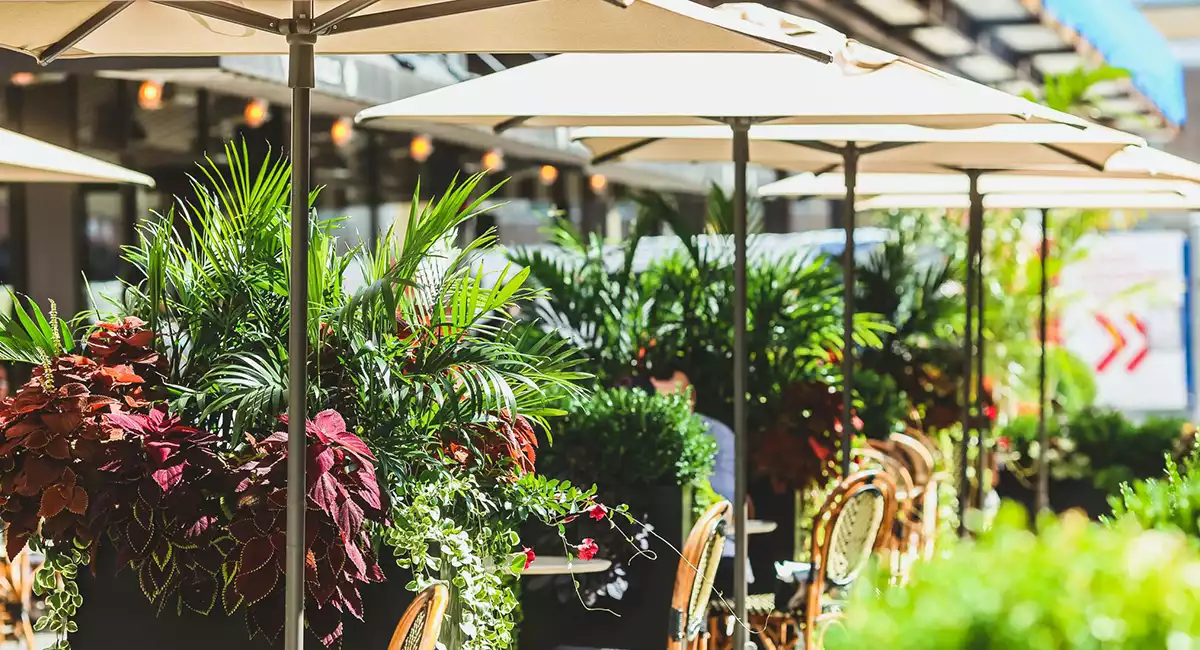 Ambius projects outdoor dining