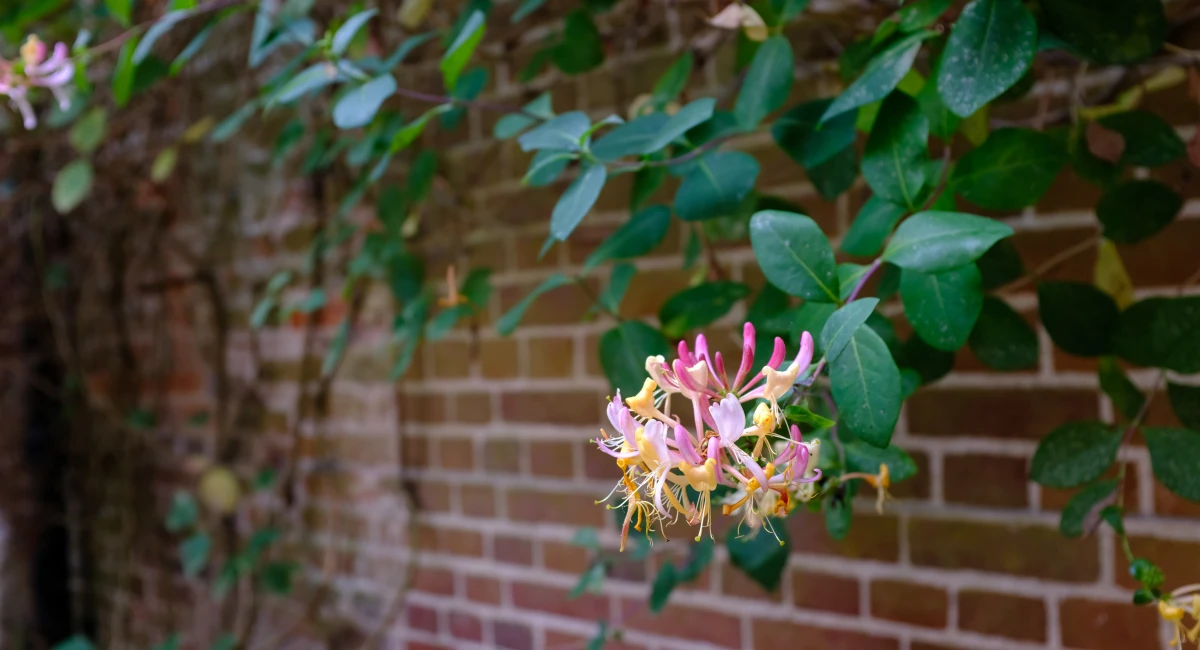 image-banner-stock-honeysuckle-growing-against-a-brick-wall-1389143589 (1).webp